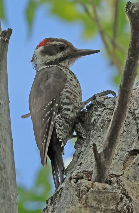Arizona Woodpecker - ML641463297