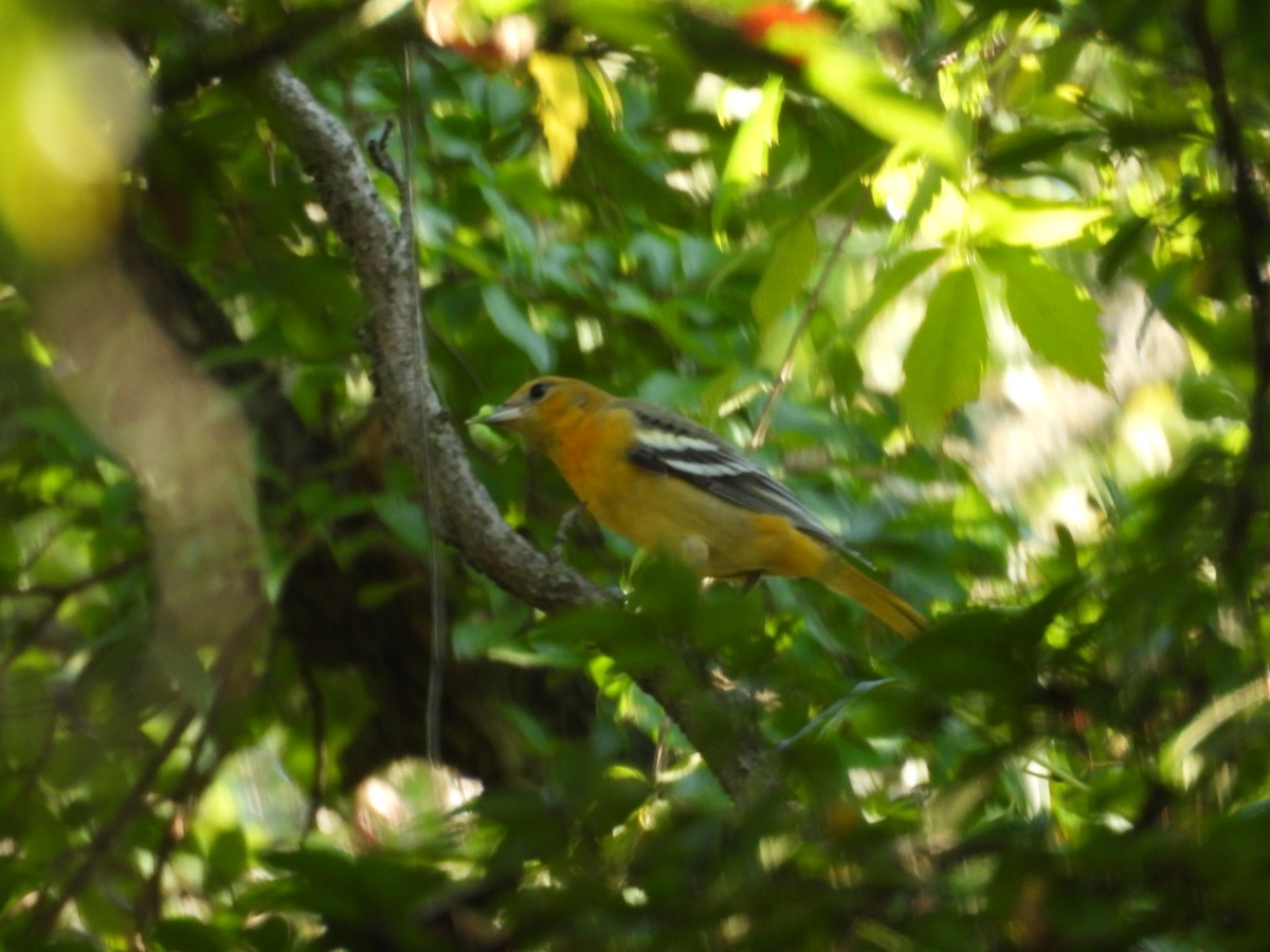 Baltimore Oriole - ML641463310