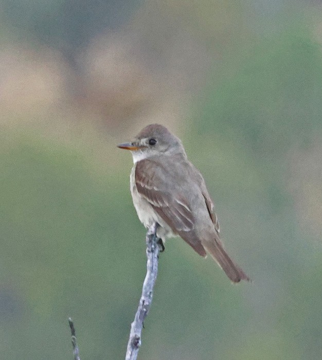 Western Wood-Pewee - ML641463313
