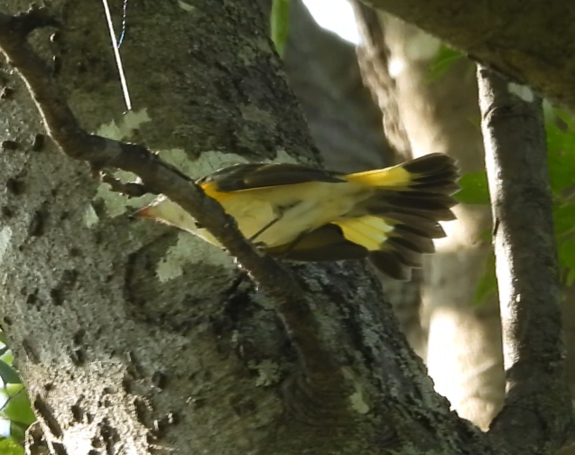 American Redstart - ML641463324