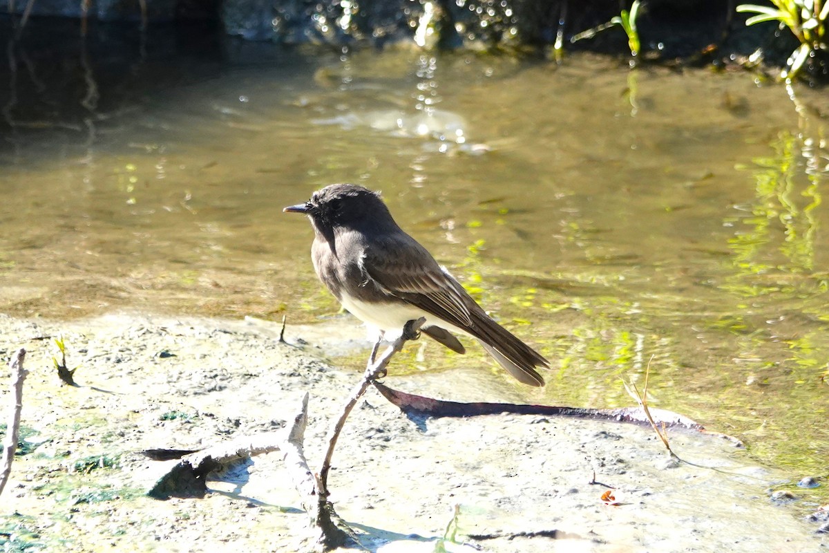 Black Phoebe - ML641463326