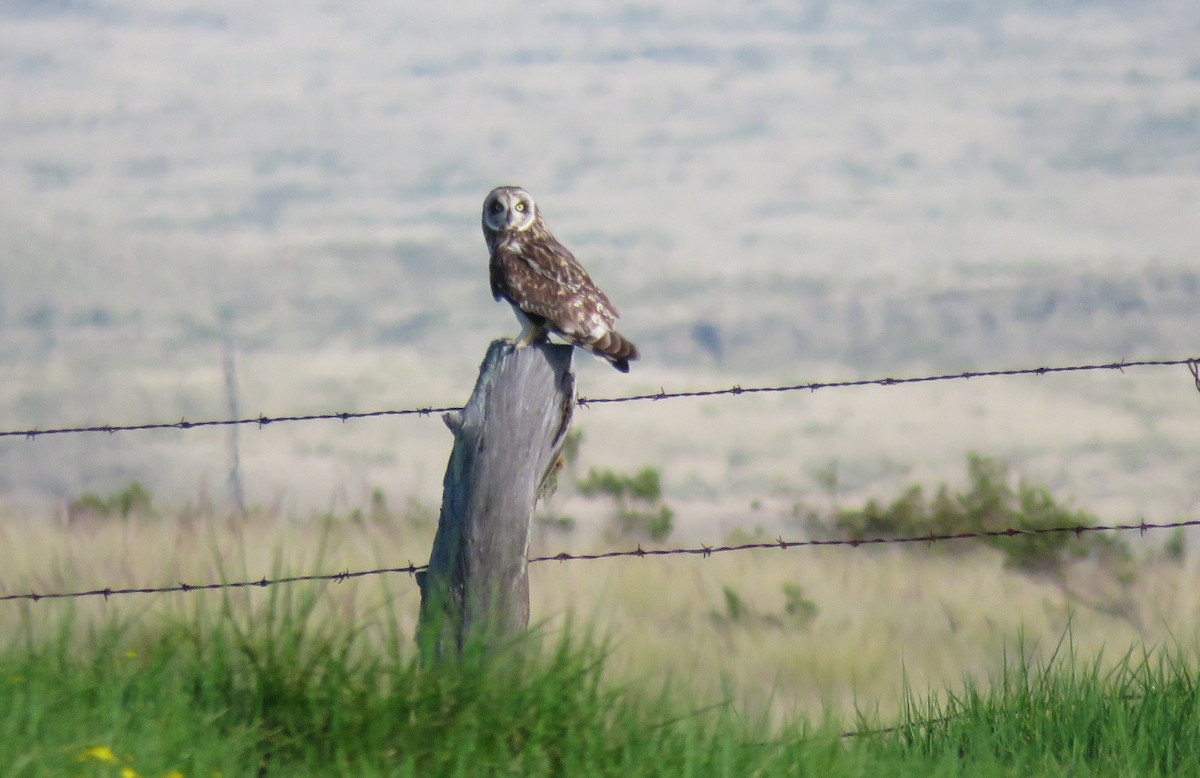 Short-eared Owl (Hawaiian) - ML641463327
