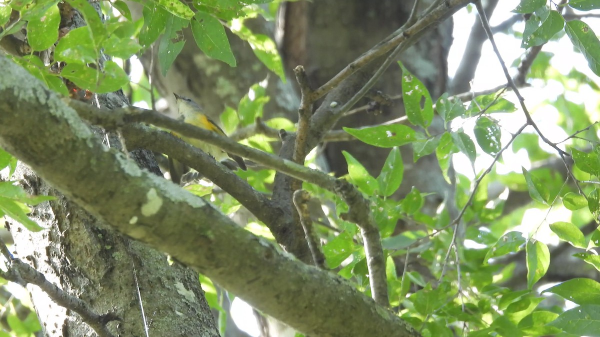 American Redstart - ML641463328