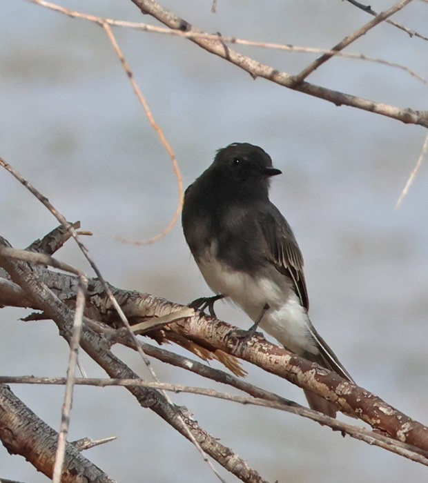 Black Phoebe - ML641463337