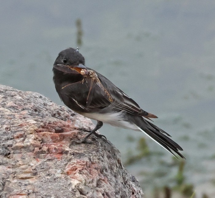 Black Phoebe - ML641463338