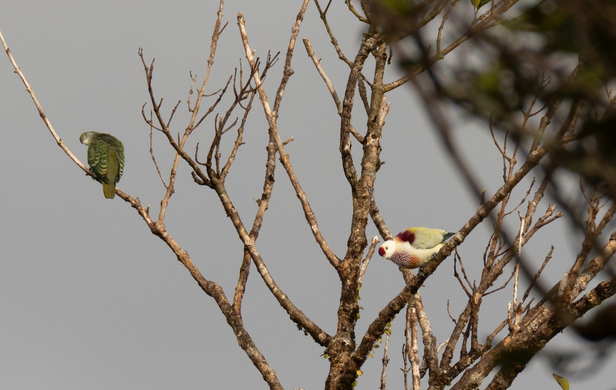 Many-colored Fruit-Dove - ML641463343