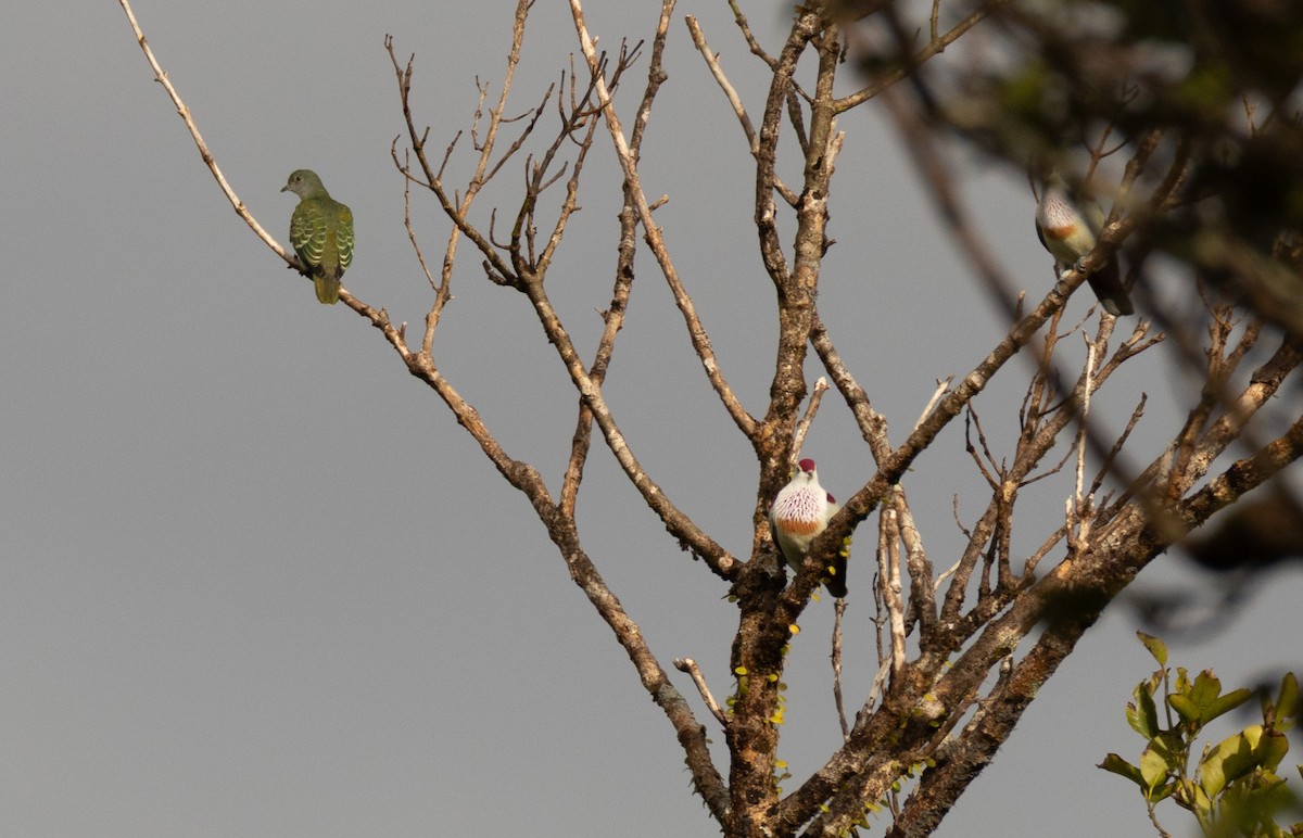 Many-colored Fruit-Dove - ML641463344