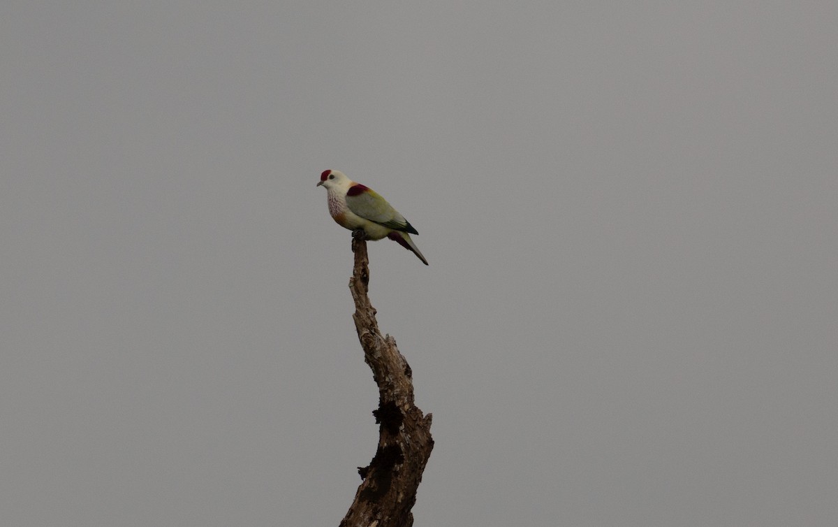 Many-colored Fruit-Dove - ML641463345