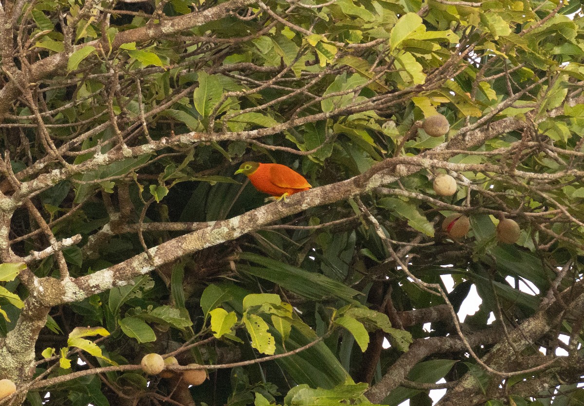 Orange Dove - ML641463357