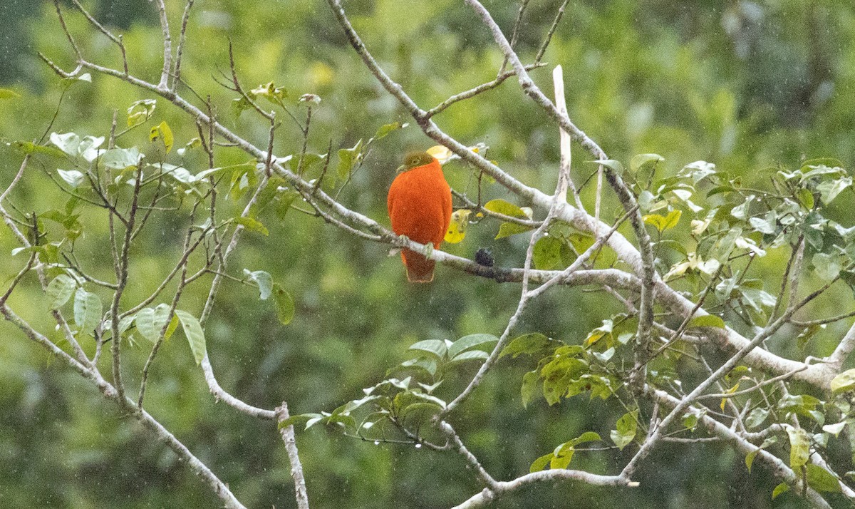 Orange Dove - ML641463358