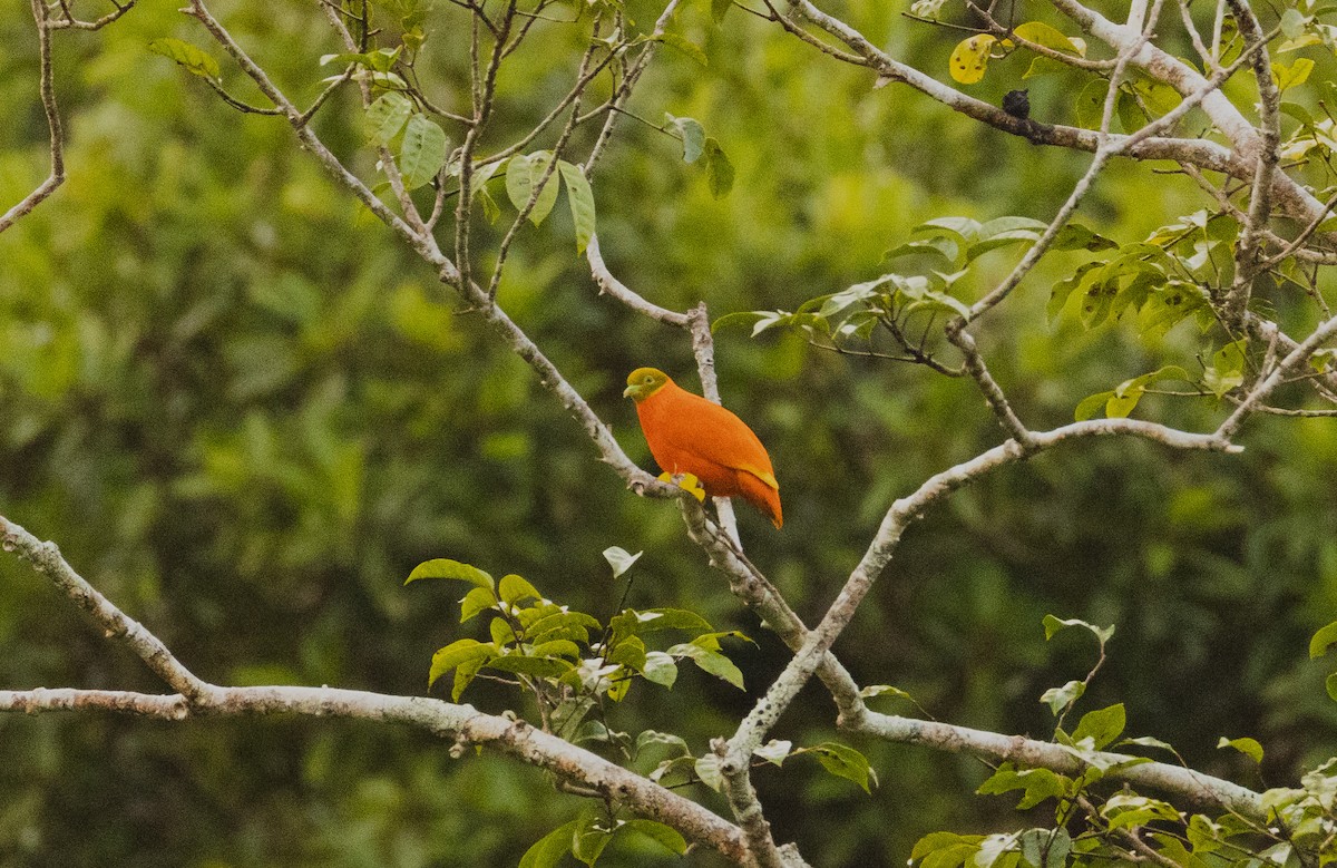 Orange Dove - ML641463359