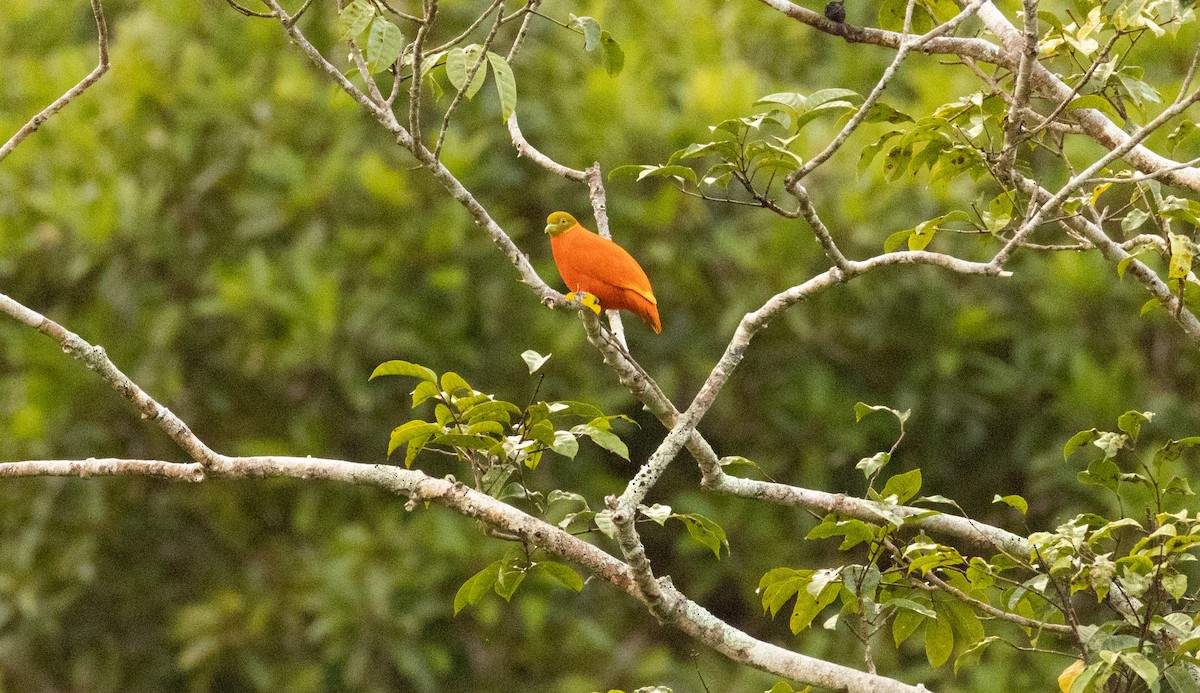 Orange Dove - ML641463360
