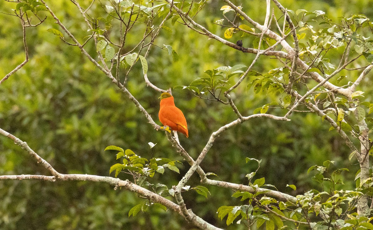 Orange Dove - ML641463361