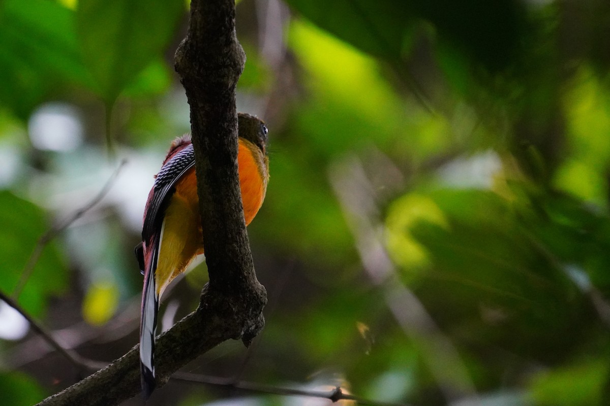 Orange-breasted Trogon - ML641463373