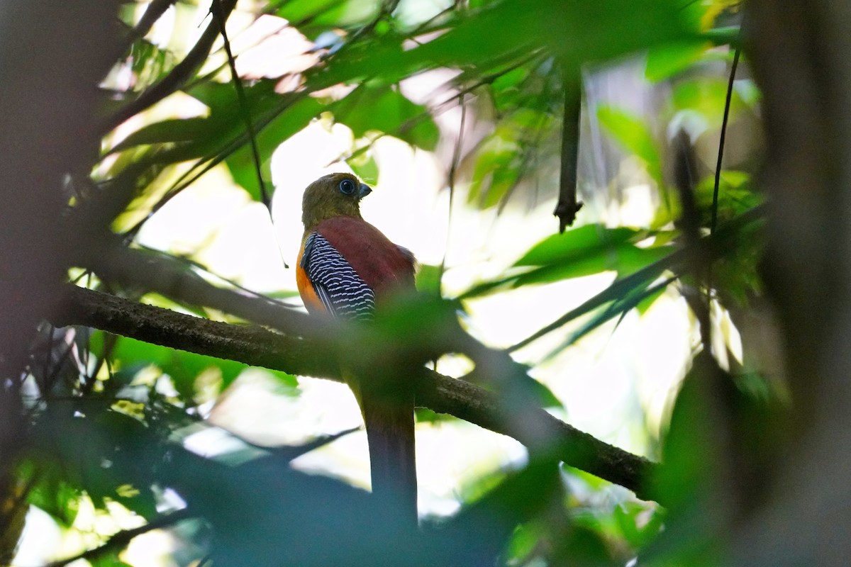 Orange-breasted Trogon - ML641463374