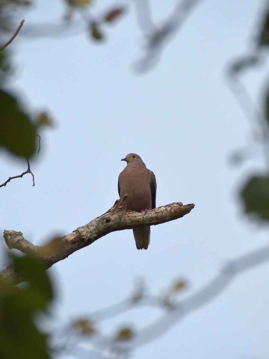 White-tipped Dove - ML641463376