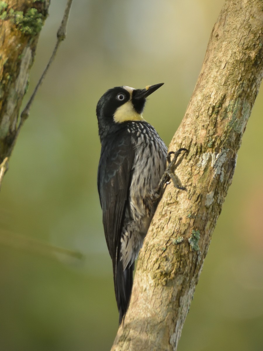 Acorn Woodpecker - ML641463386