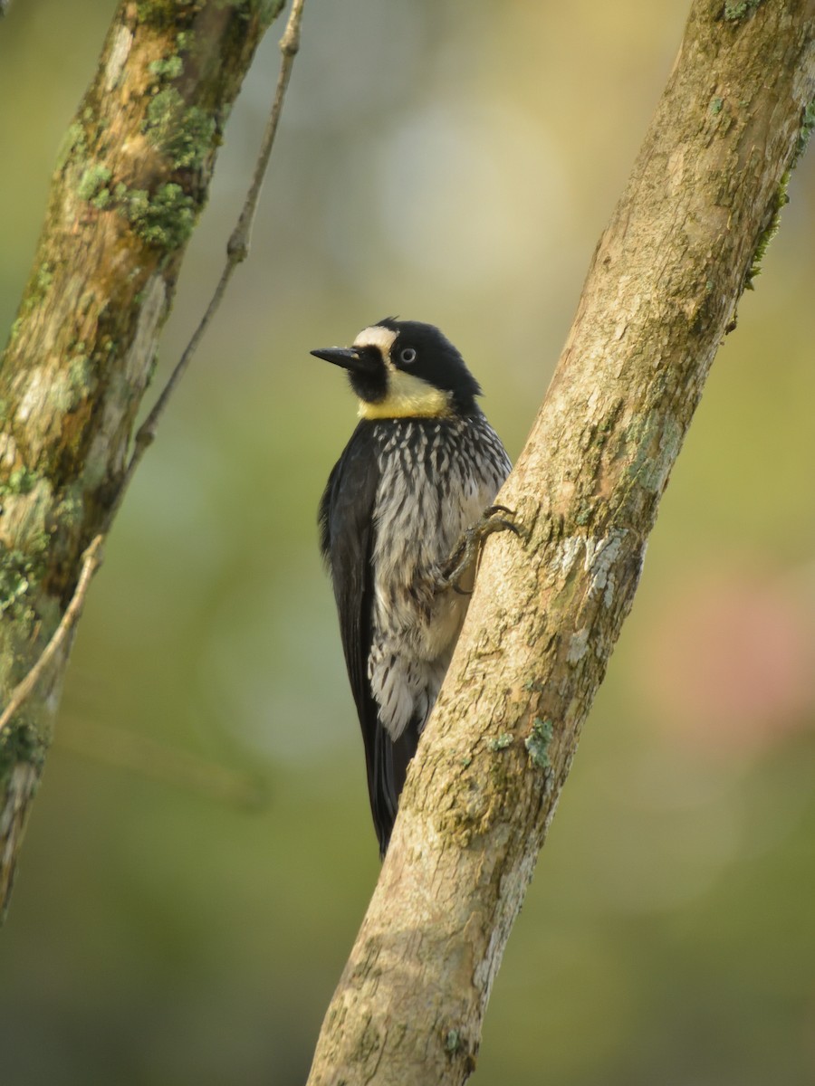 Acorn Woodpecker - ML641463387