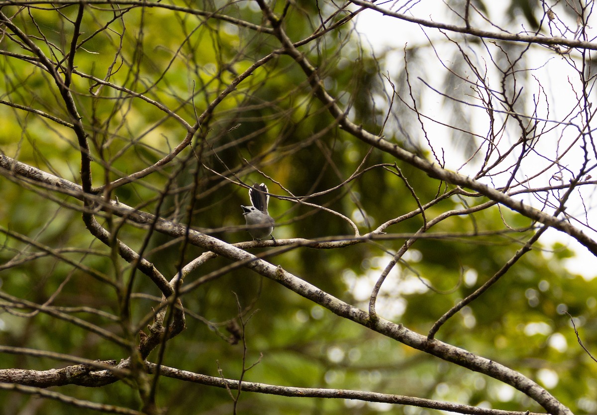 Fiji Streaked Fantail - ML641463401