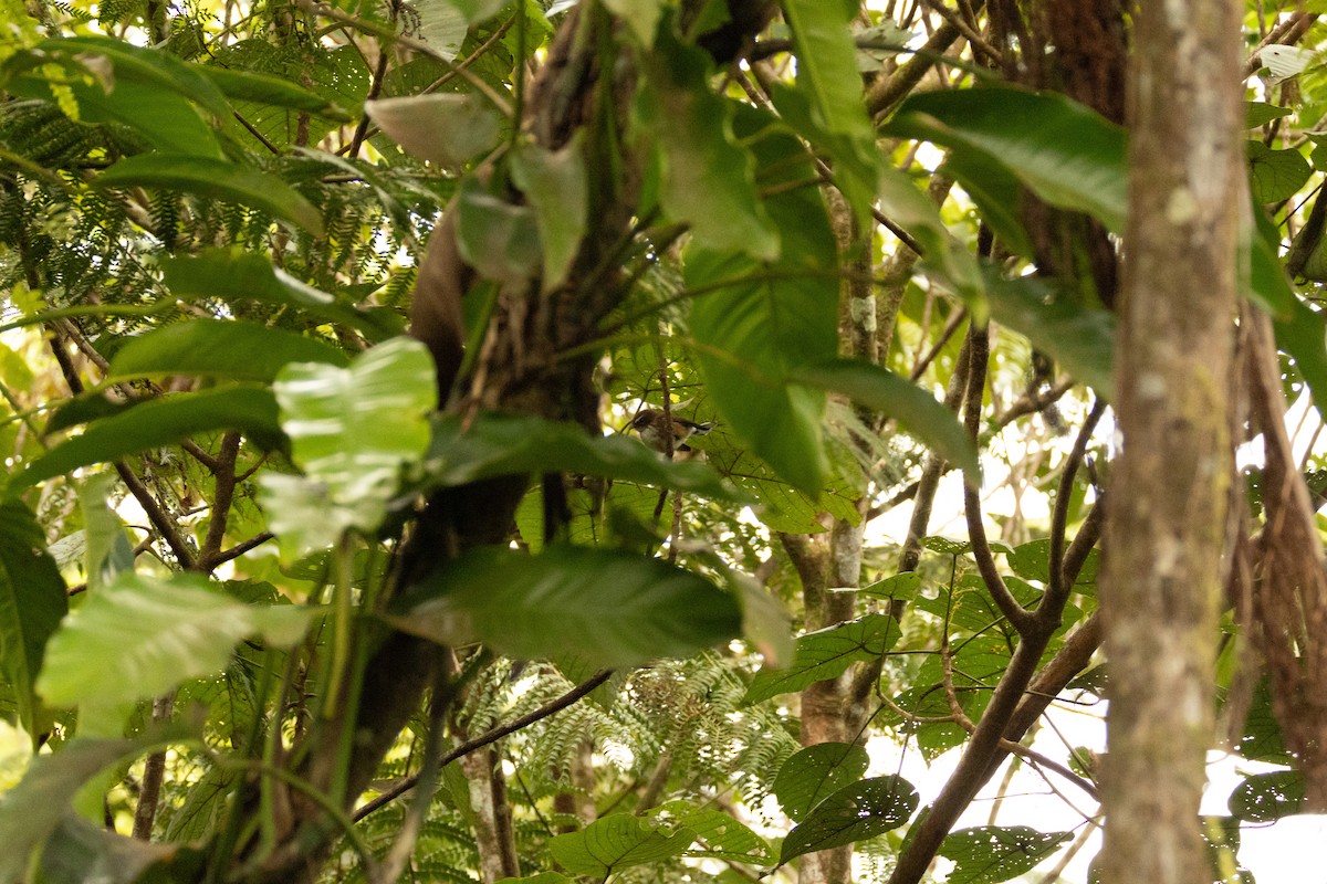 Fiji Streaked Fantail - ML641463403