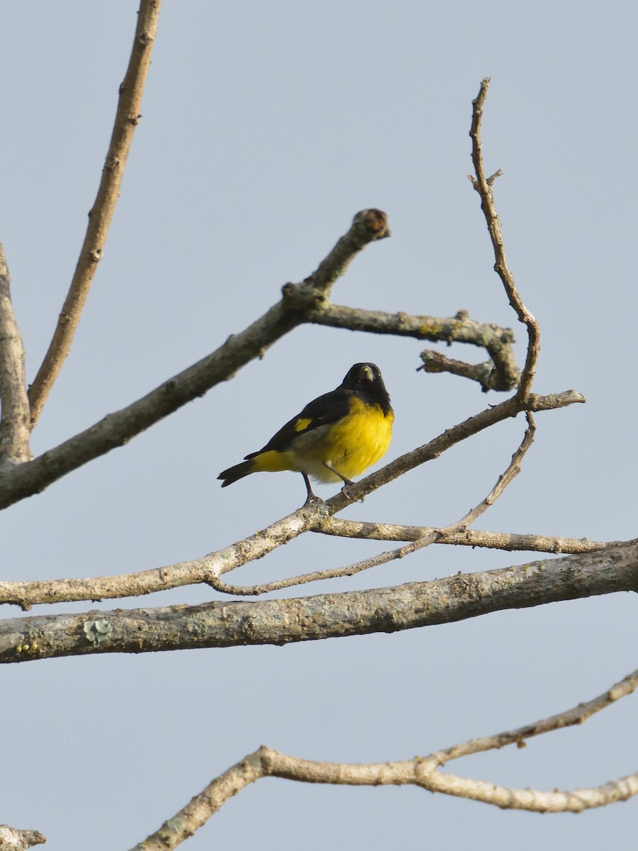 Yellow-bellied Siskin - ML641463404