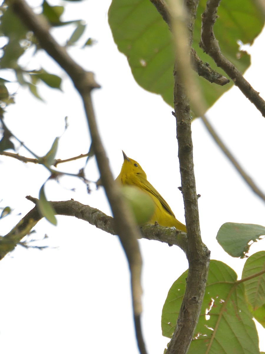 Yellow Warbler - ML641463407
