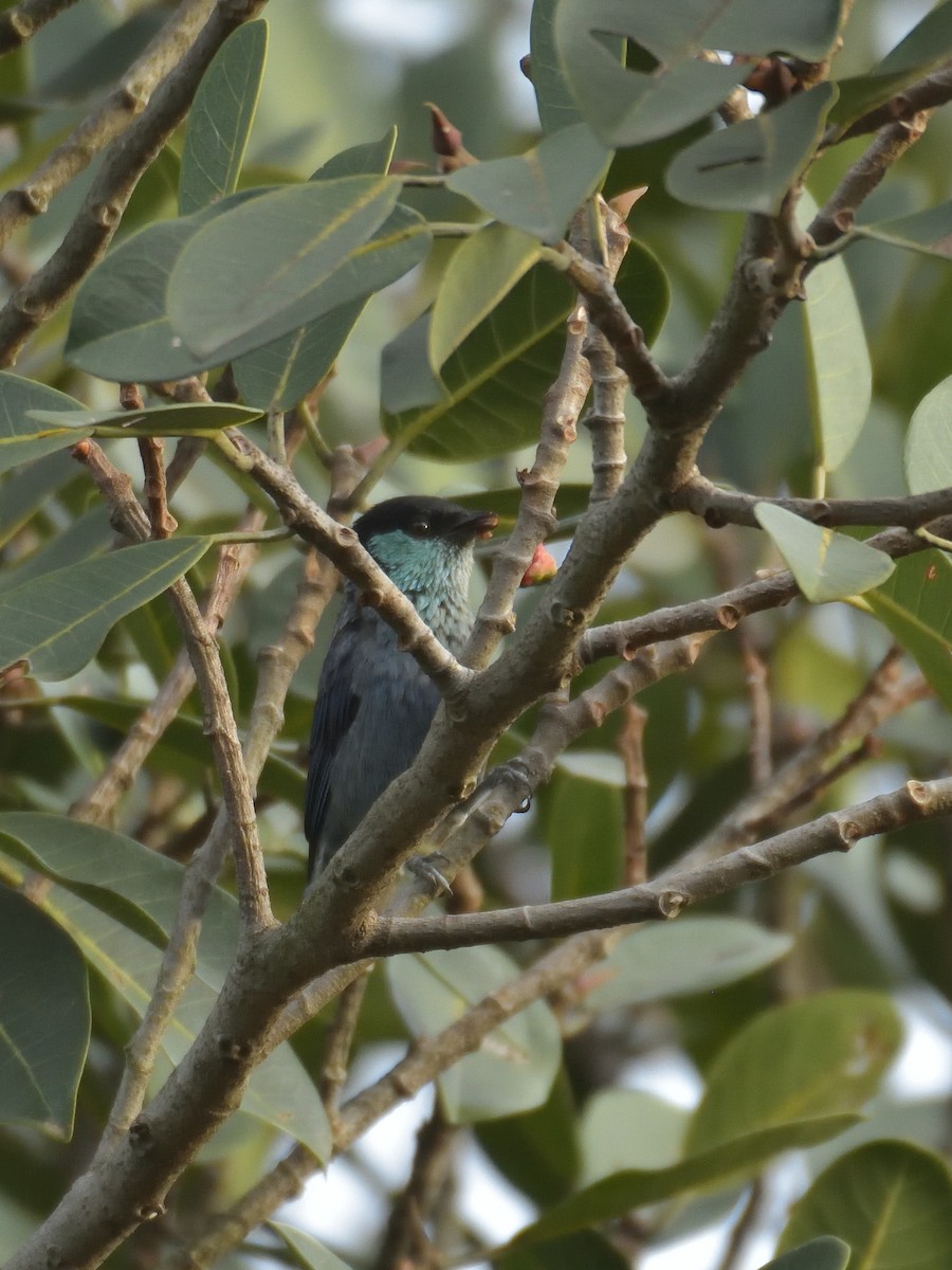 Black-capped Tanager - ML641463410