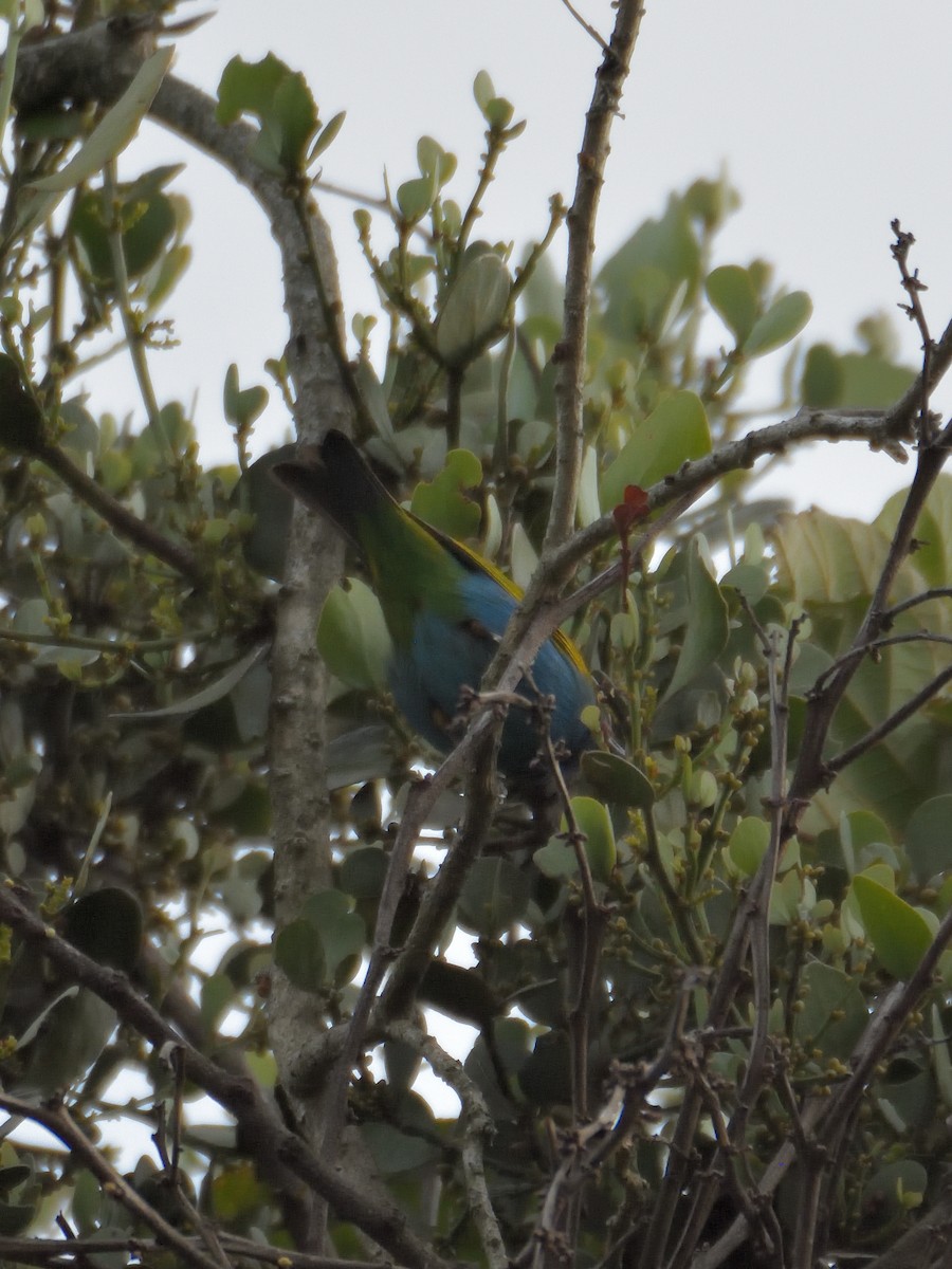 Bay-headed Tanager - ML641463415