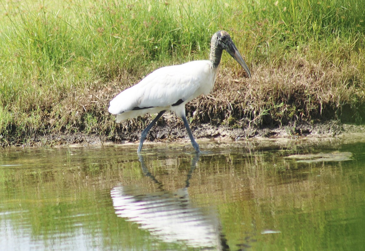 Wood Stork - ML641463416