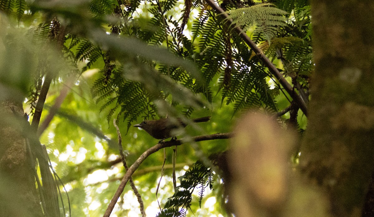 Polynesian Starling - ML641463418
