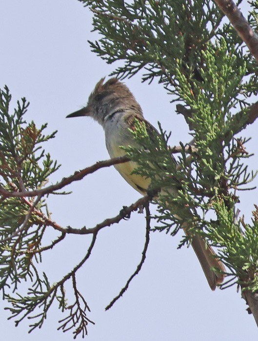 Dusky-capped Flycatcher - ML641463424