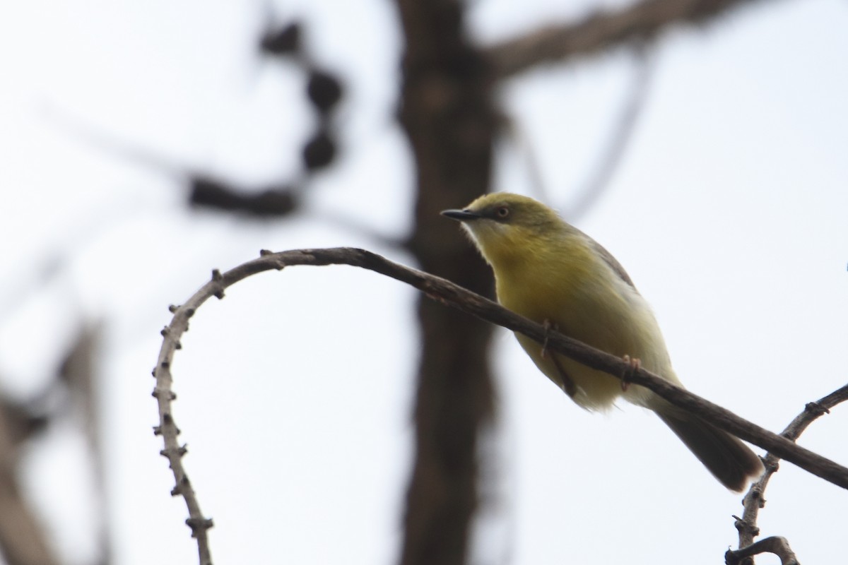 Green-capped Eremomela - ML641463431