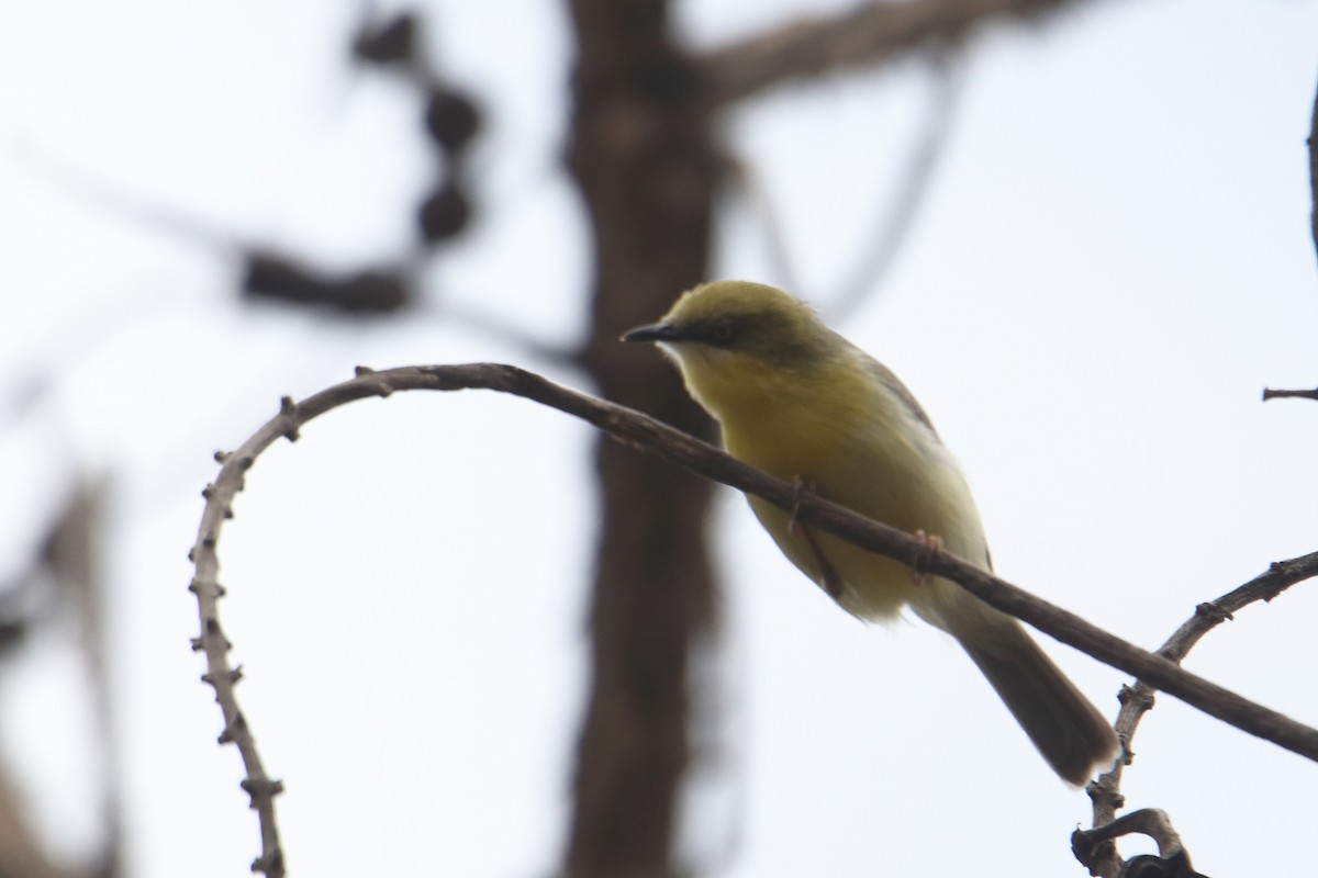 Green-capped Eremomela - ML641463432