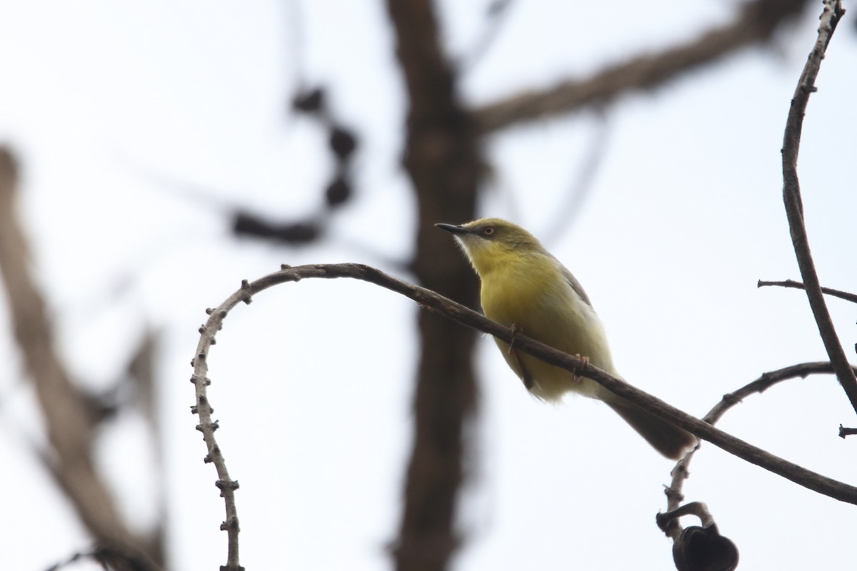 Green-capped Eremomela - ML641463433