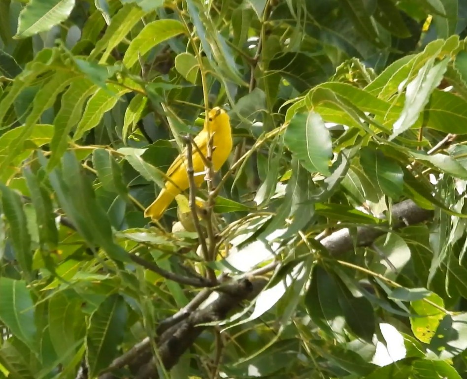 Northern Yellow Warbler - ML641463435