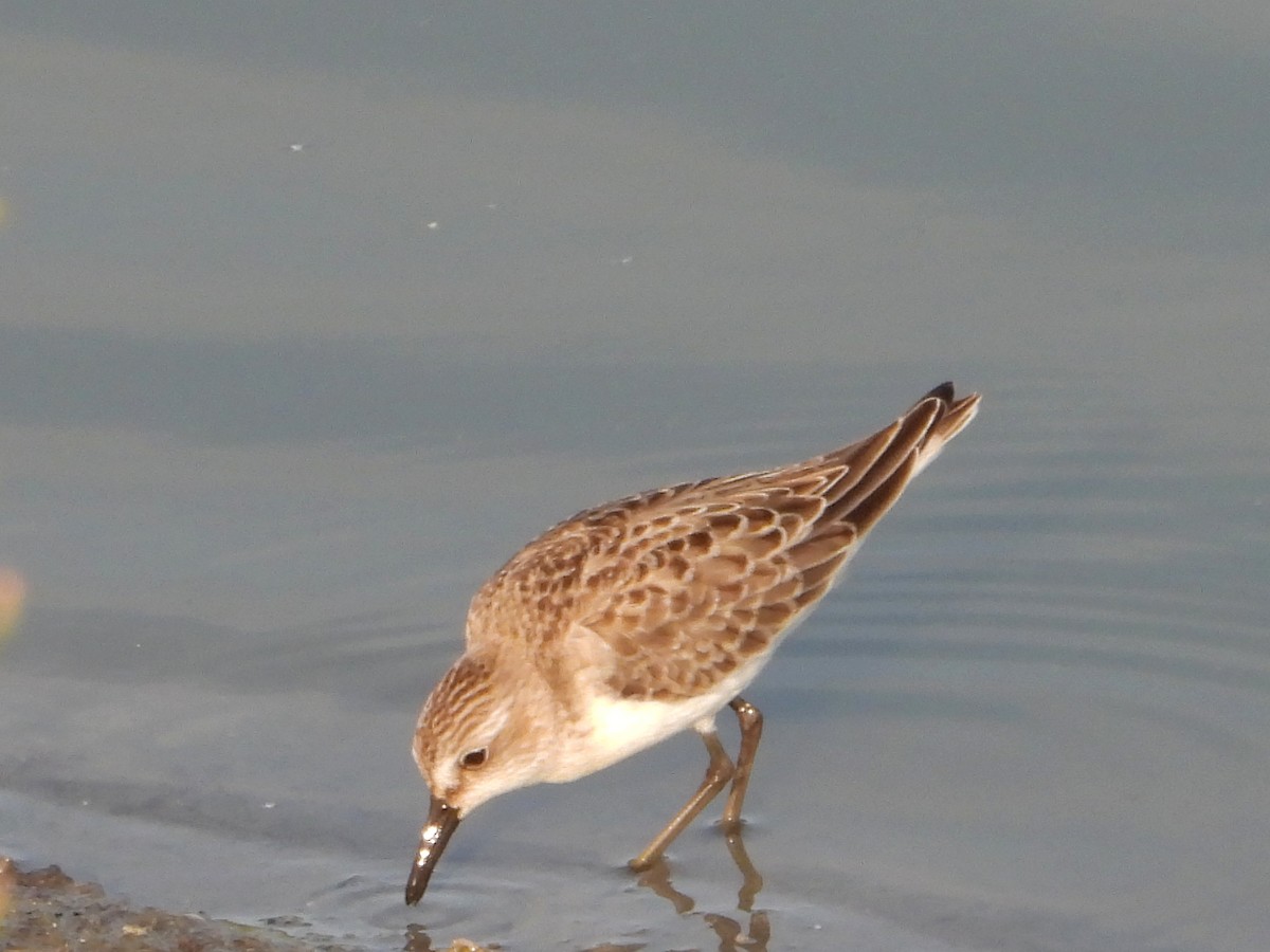 Semipalmated Sandpiper - ML641463438
