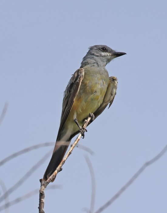 Cassin's Kingbird - ML641463458