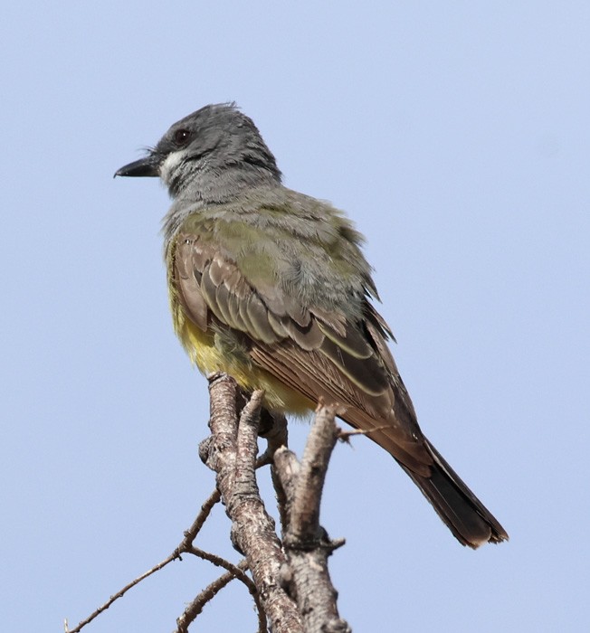 Cassin's Kingbird - ML641463459