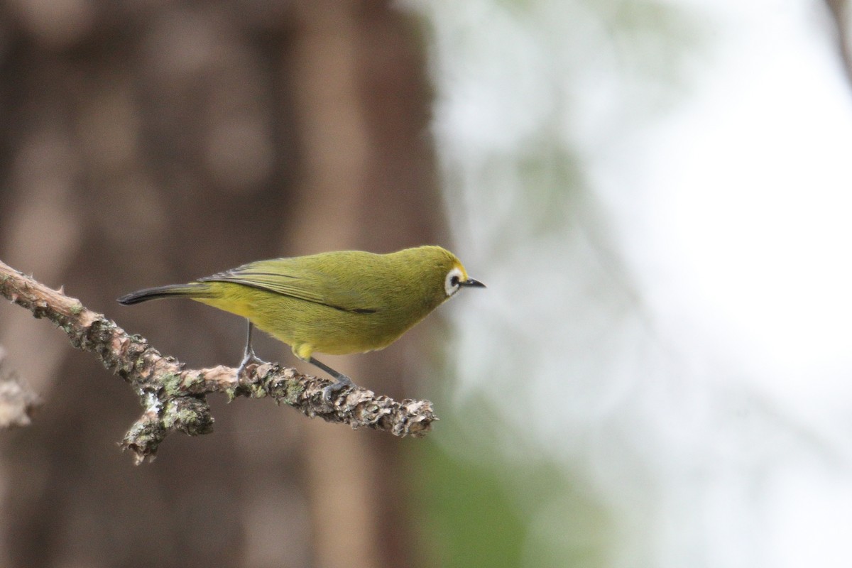 Kikuyu White-eye - ML641463465