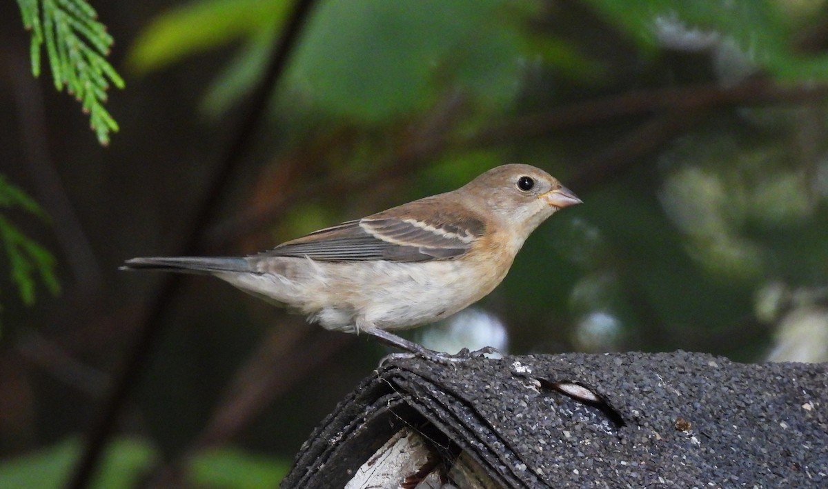 Passerin azuré - ML641463469