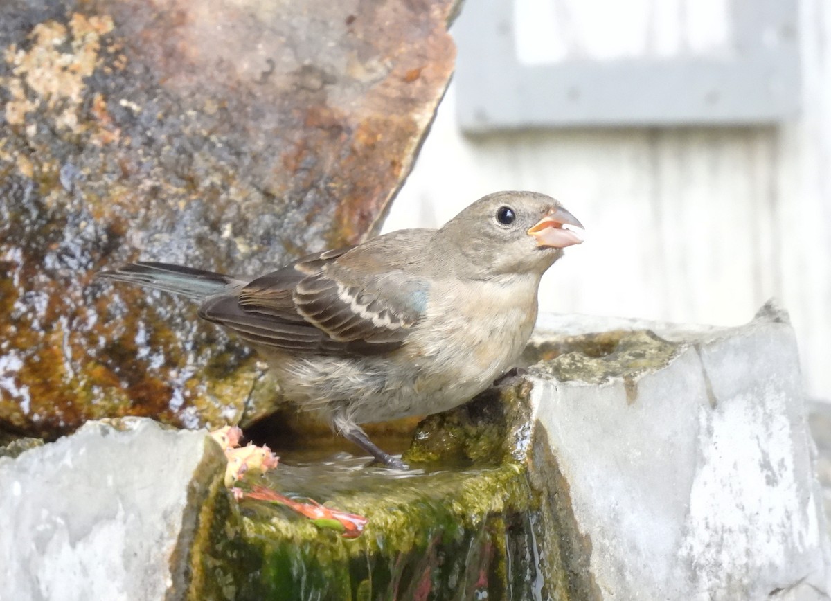 Passerin azuré - ML641463470