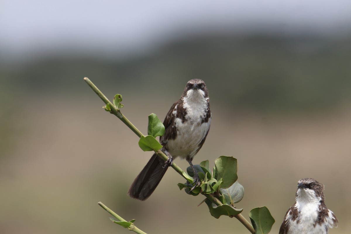 Northern Pied-Babbler - ML641463480