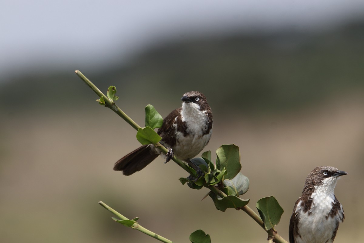 Northern Pied-Babbler - ML641463481