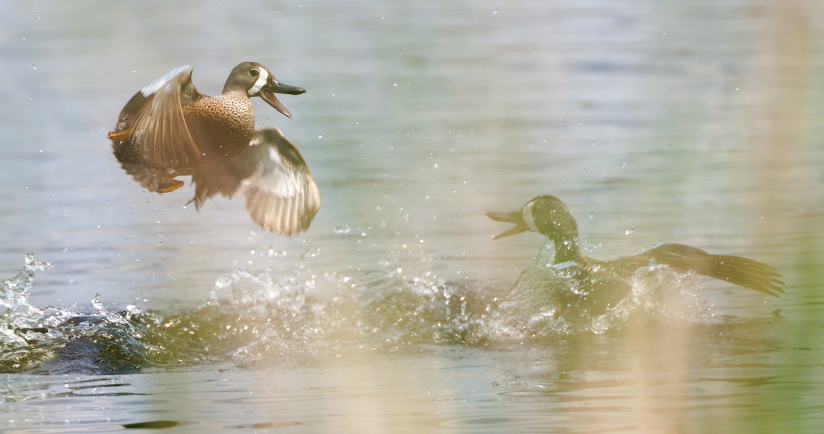Blue-winged Teal - ML641463482