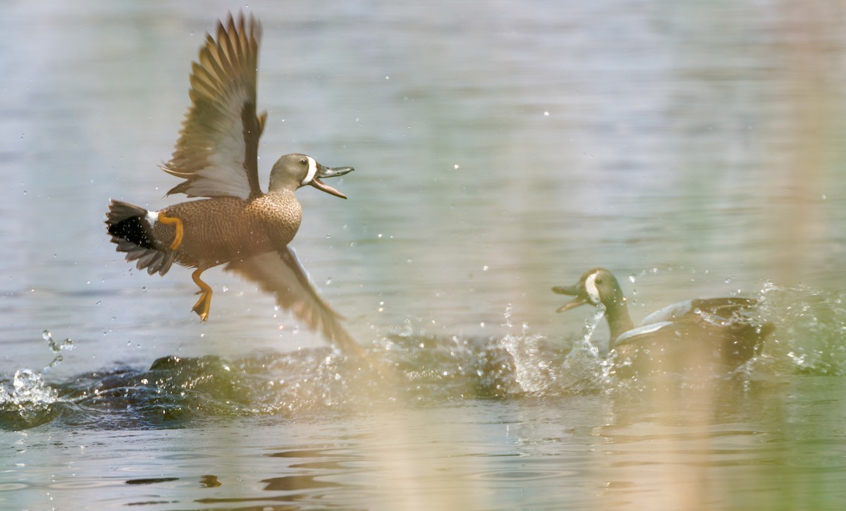 Blue-winged Teal - ML641463487