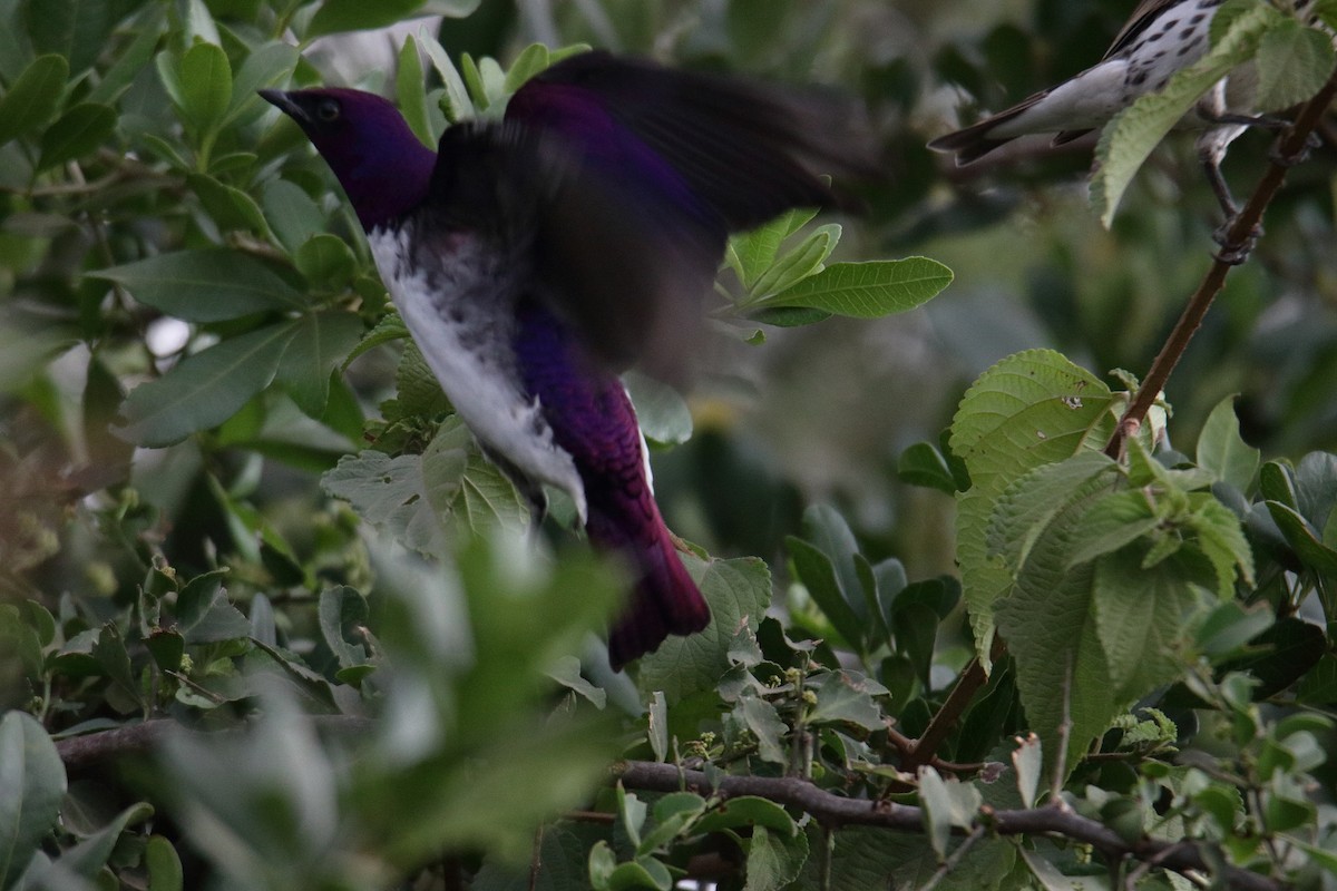 Violet-backed Starling - ML641463494