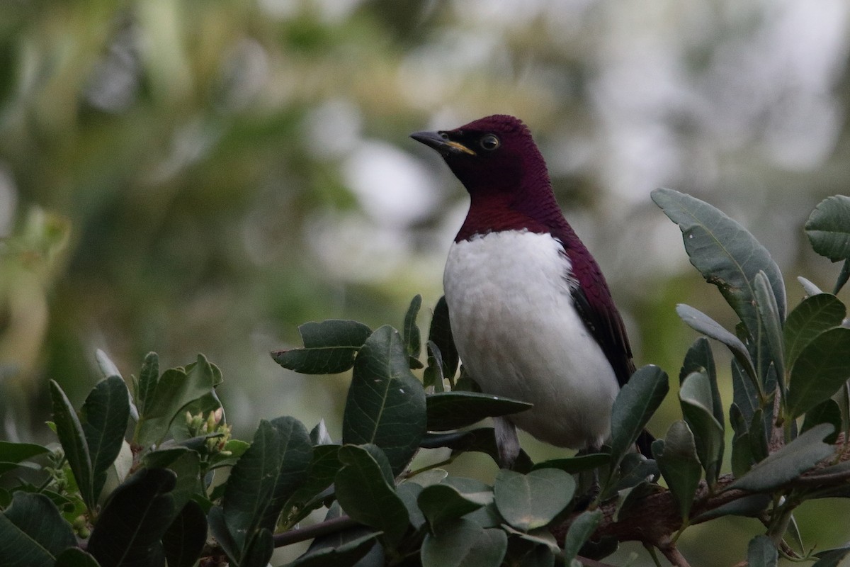 Violet-backed Starling - ML641463496