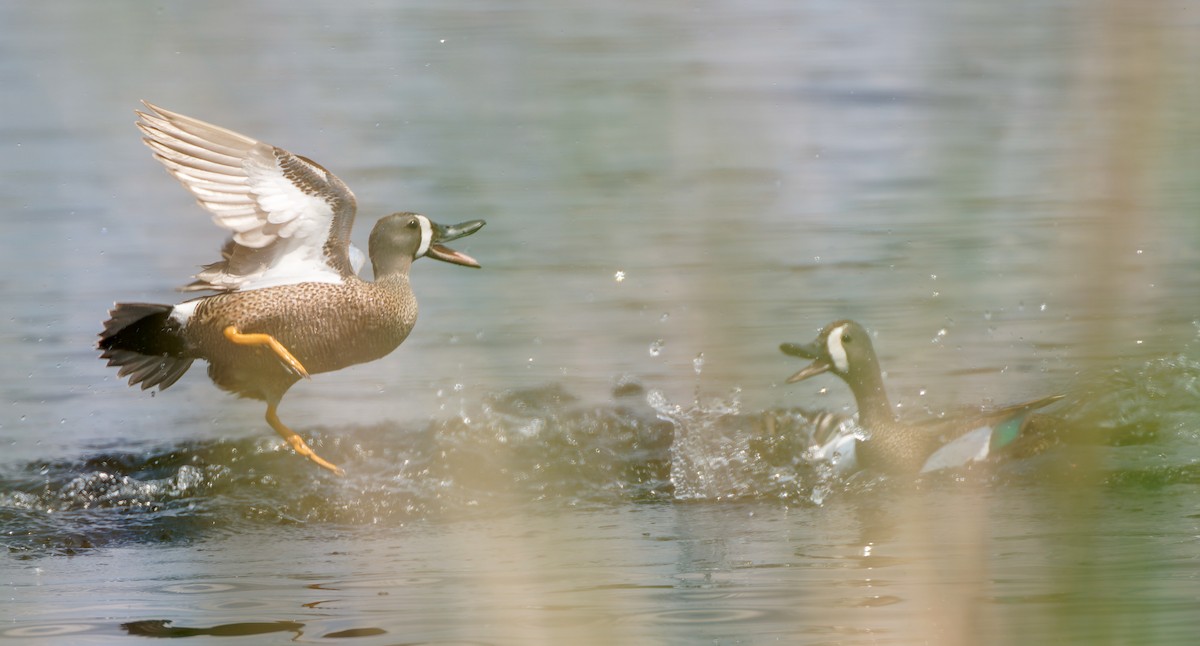 Blue-winged Teal - ML641463498
