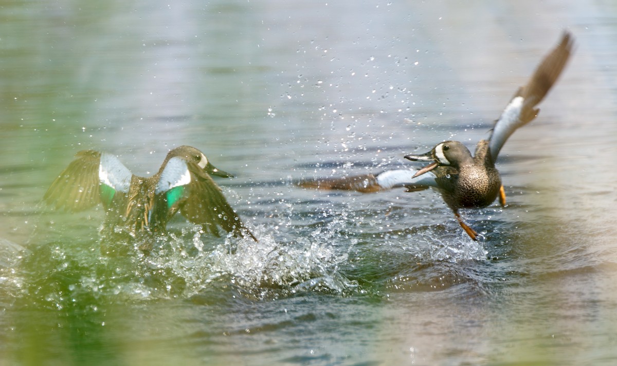 Blue-winged Teal - ML641463500