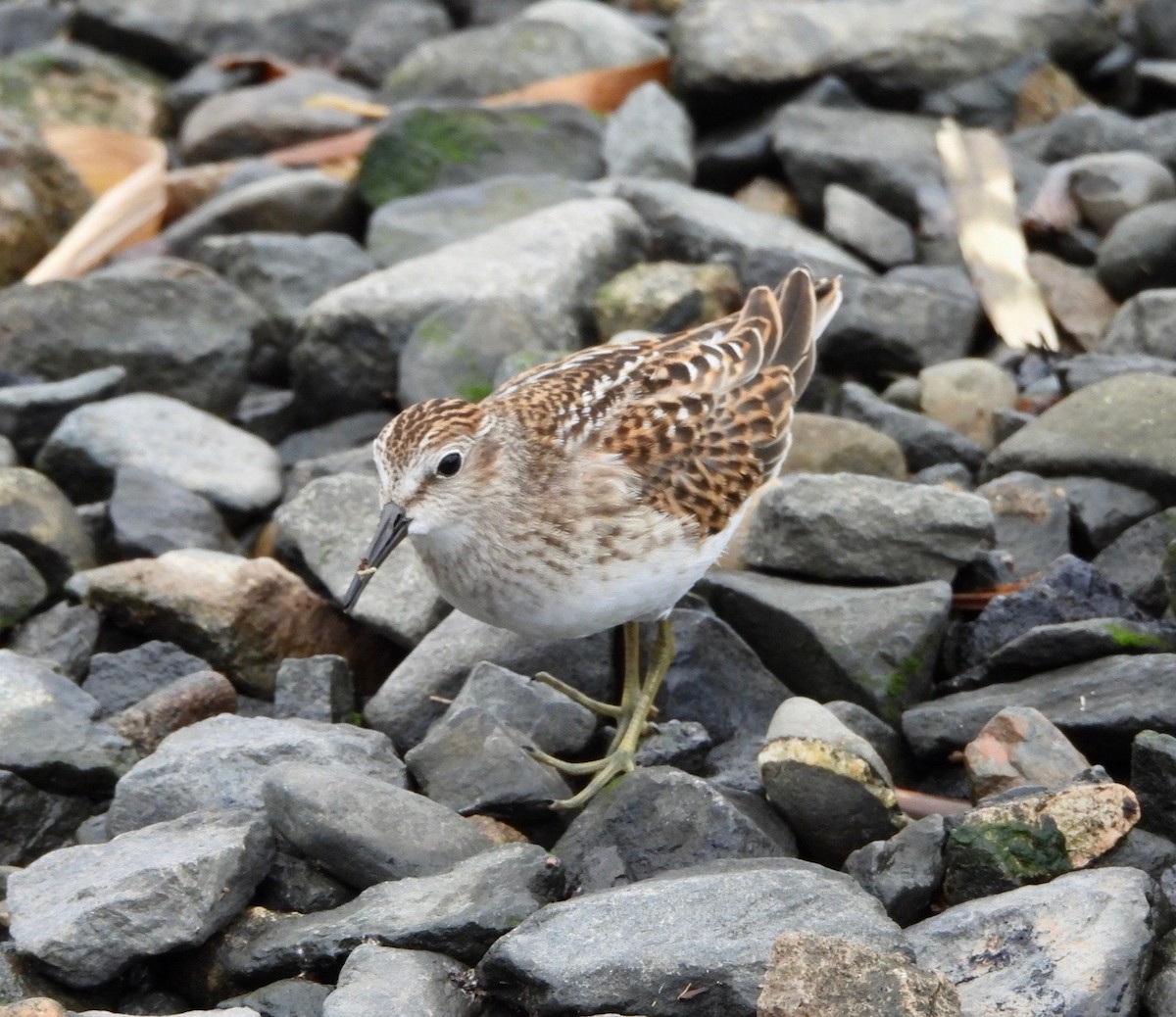 Least Sandpiper - ML641463502